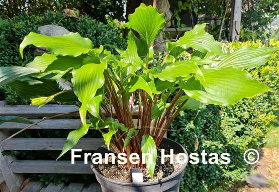 Hosta Kempen Red Twist 